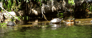 Turtles- Turtles-