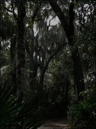 Oak-trees-with-moss-copy Oak-trees-with-moss-copy