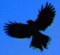 Crow-