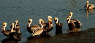 Pelican-ferry Pelican-ferry