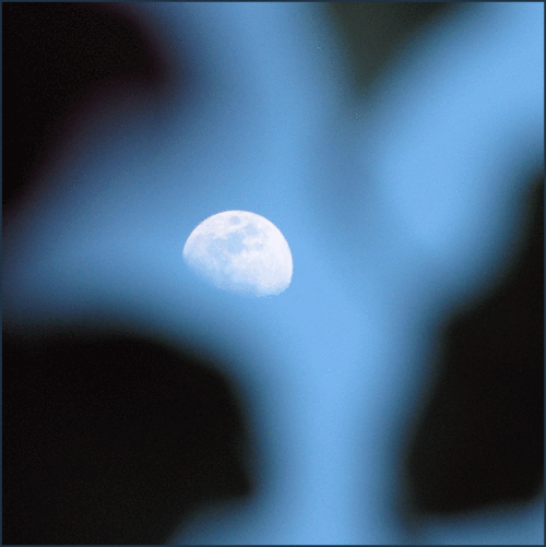 Moon-tree
