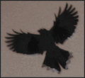 Crow--copy
