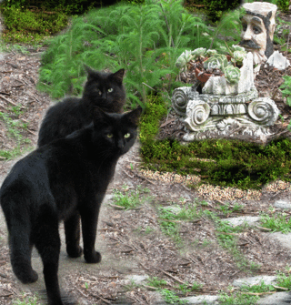 2cats-copy