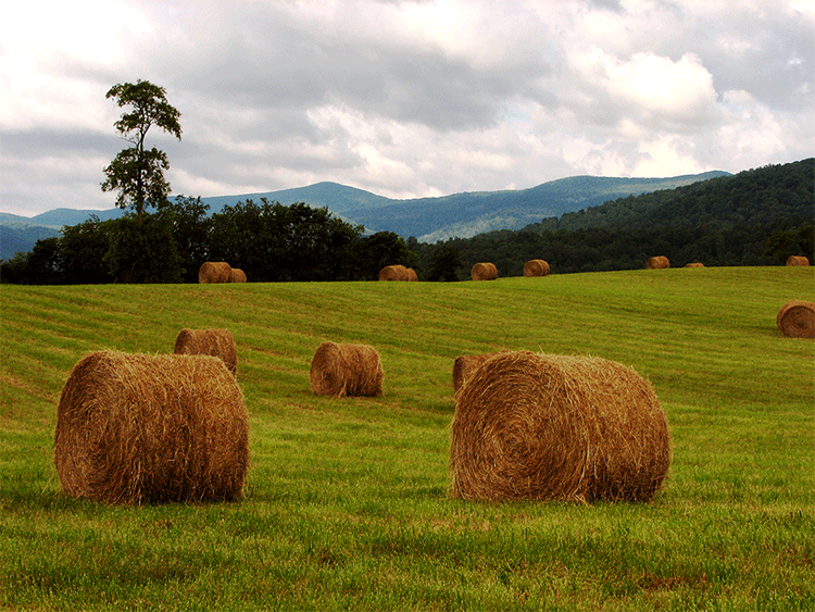 Bales