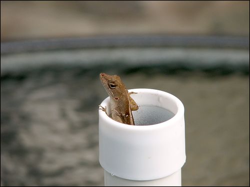 Lizard-in-pipe-copy