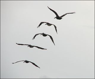 Pelican-notes Pelican-notes
