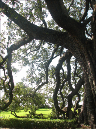 Live-Oak-cummer