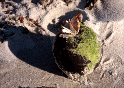 Little-planet Little-planet