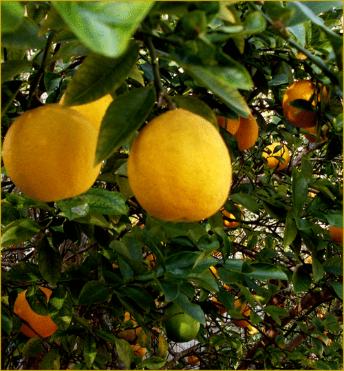 Florida-ornaments2