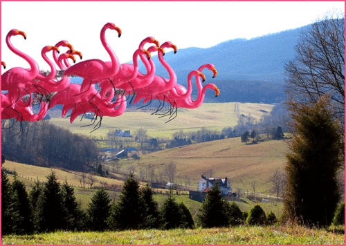 Flamingos-va Flamingos-va