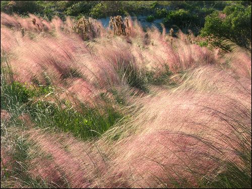 Pink-grasses-copy