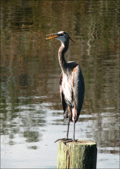 Gbheron-ok-copy