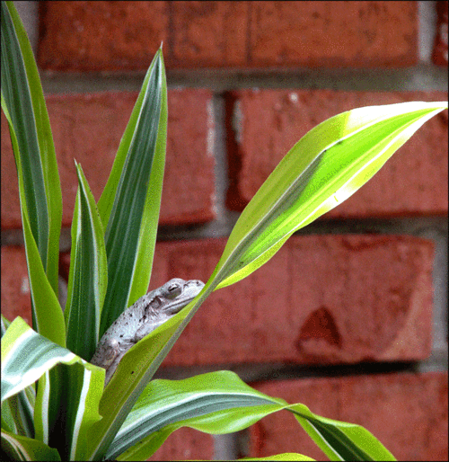 Sleeping-frog