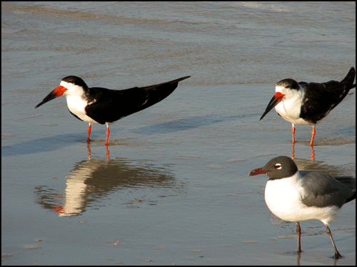 Skimmers_laughgull