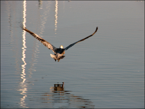 Peli-fly-away-copy