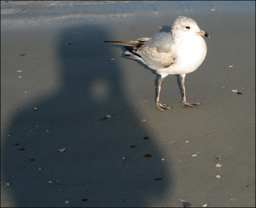 Funnygull