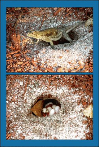 Iguana_eggs-copy