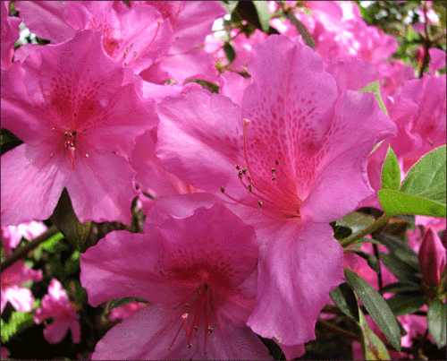Azalea Azalea