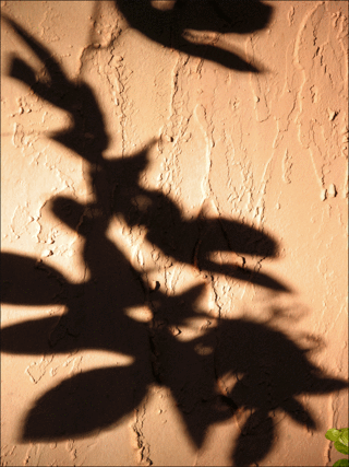 Shadow-ofpassflwr-