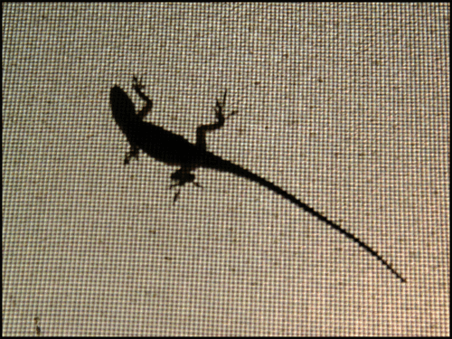 Lizard-screen-copy
