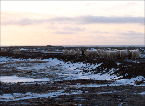 Island-sheep-copy