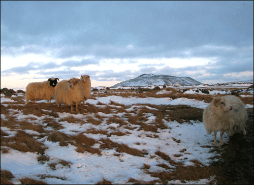 Iseland-sheep2-copy