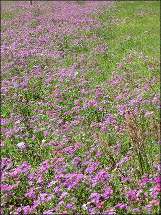 Phlox copy
