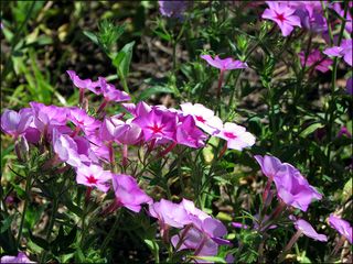 Phlox close copy