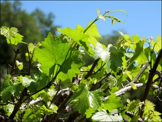 Grapevine copy Grapevine copy