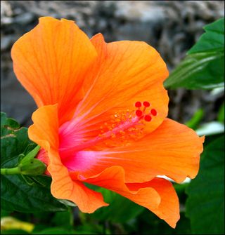 Hibiscus orange copy