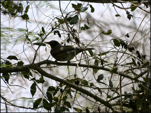 Robin-silouette-copy