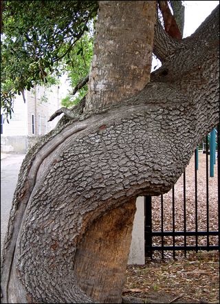 Ouch tree3 copy