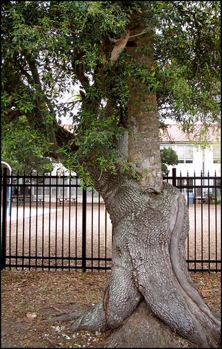 Ouch tree2 copy