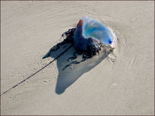 P man of war copy