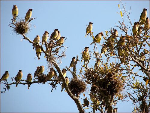 Cedar waxwings 2