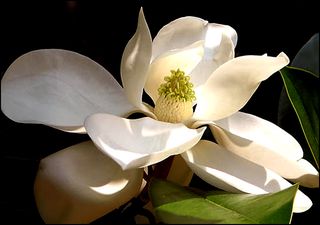 Magnoliablog Magnoliablog