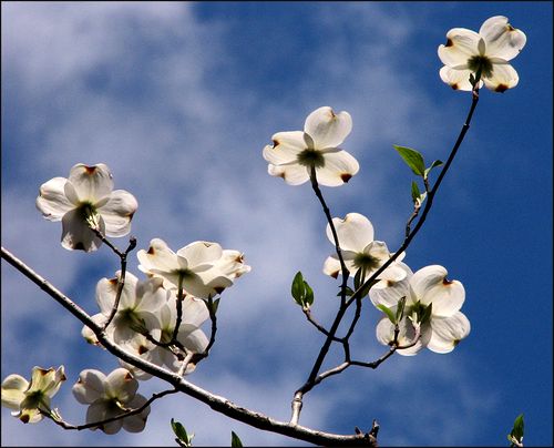 Dogwoodblog Dogwoodblog
