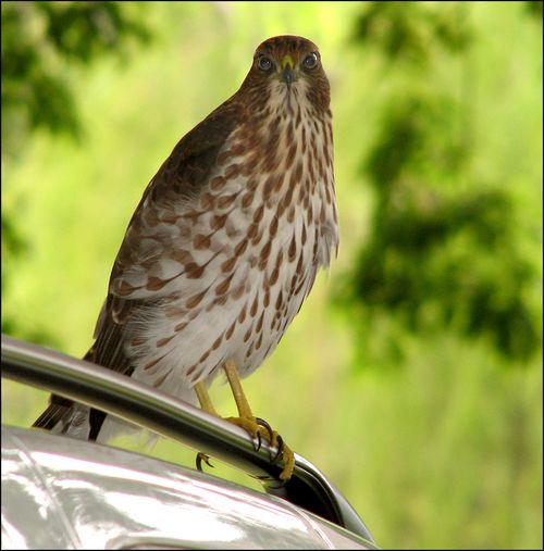 Hawk blog