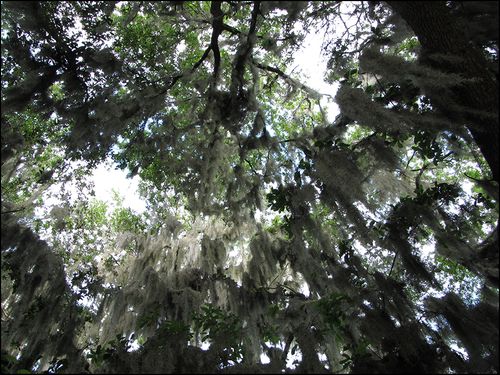 Spanishmosswelka