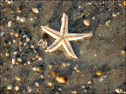 Starfish copy