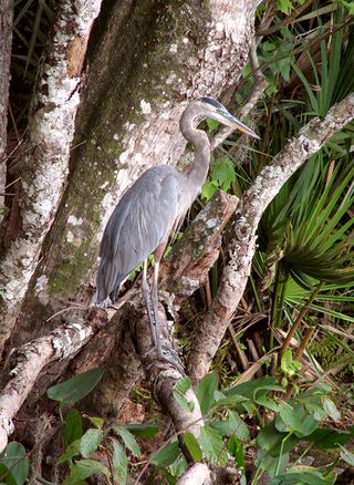 Bluehen tree copy