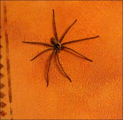 Spiderbig blog