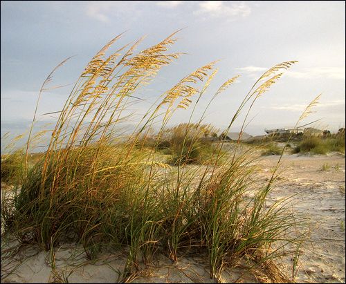 Sea oats blog Sea oats blog
