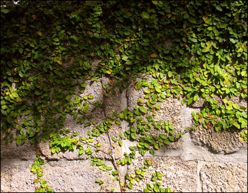 Clinging-Vine