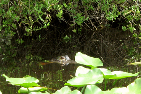 Cypressgatorblog