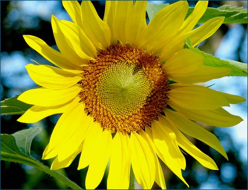 Sunflower blog