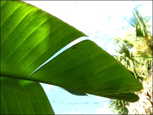 Banana tree leaf blog