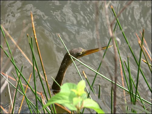 Anhinga blog
