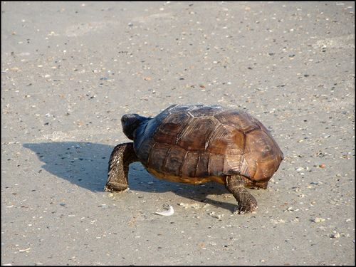 Gopher turtle blog