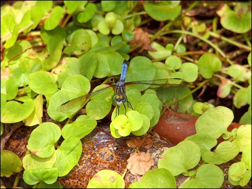 Dragonfly blog